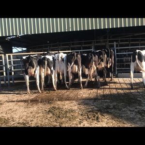 Meet your Posher, Zoe